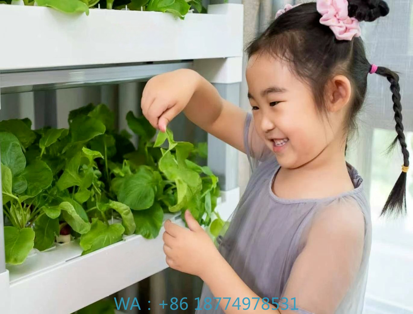 nt China Hydrokultur Grow Box  - Home Automation Systems Diy ulasan dan harga